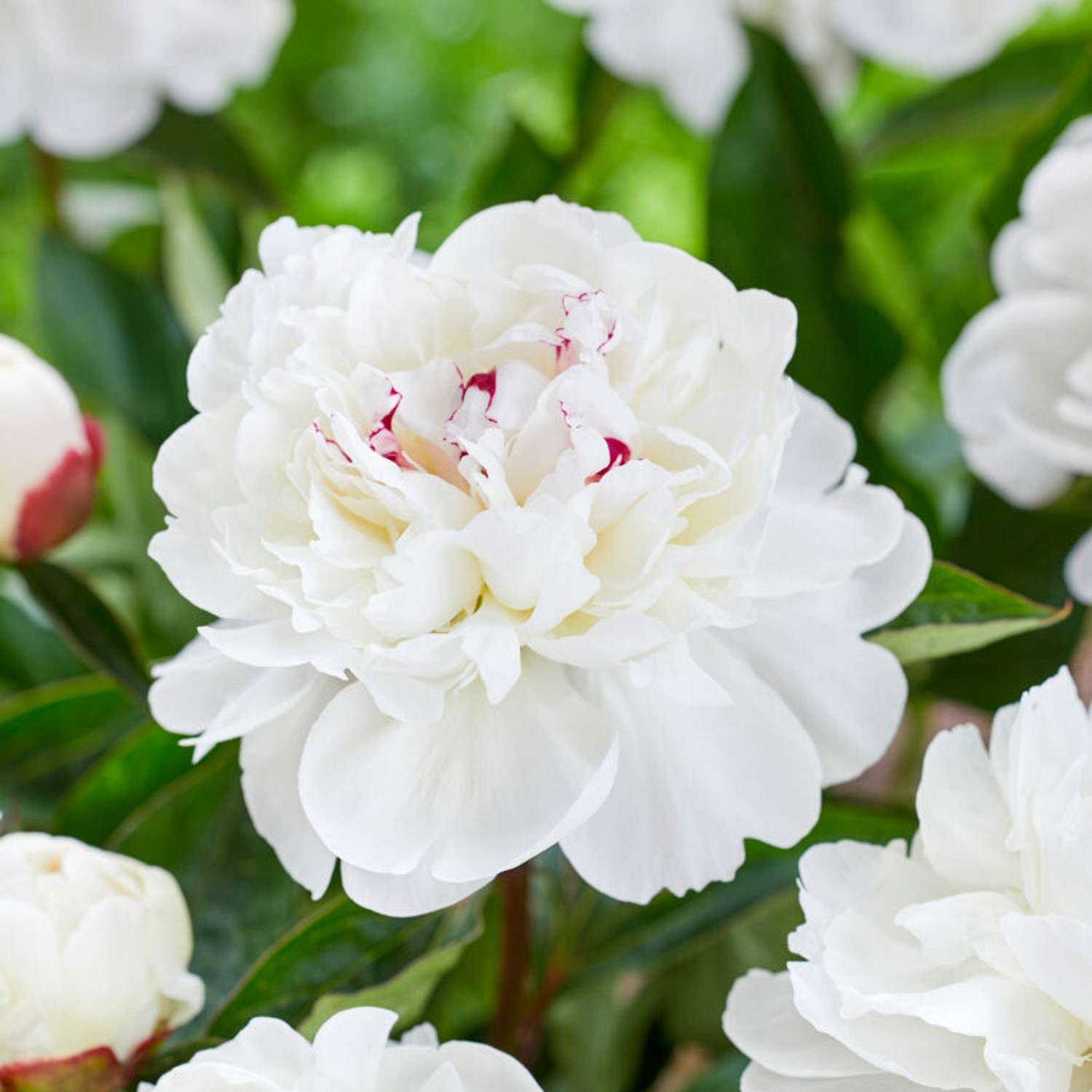 Pivoine ‘Festiva Maxima’